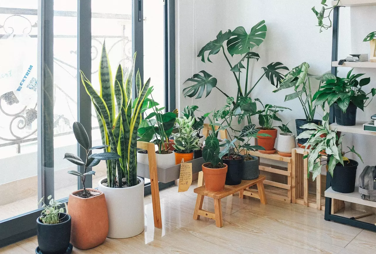 Top 10 Air Purifying Plants for Your Office